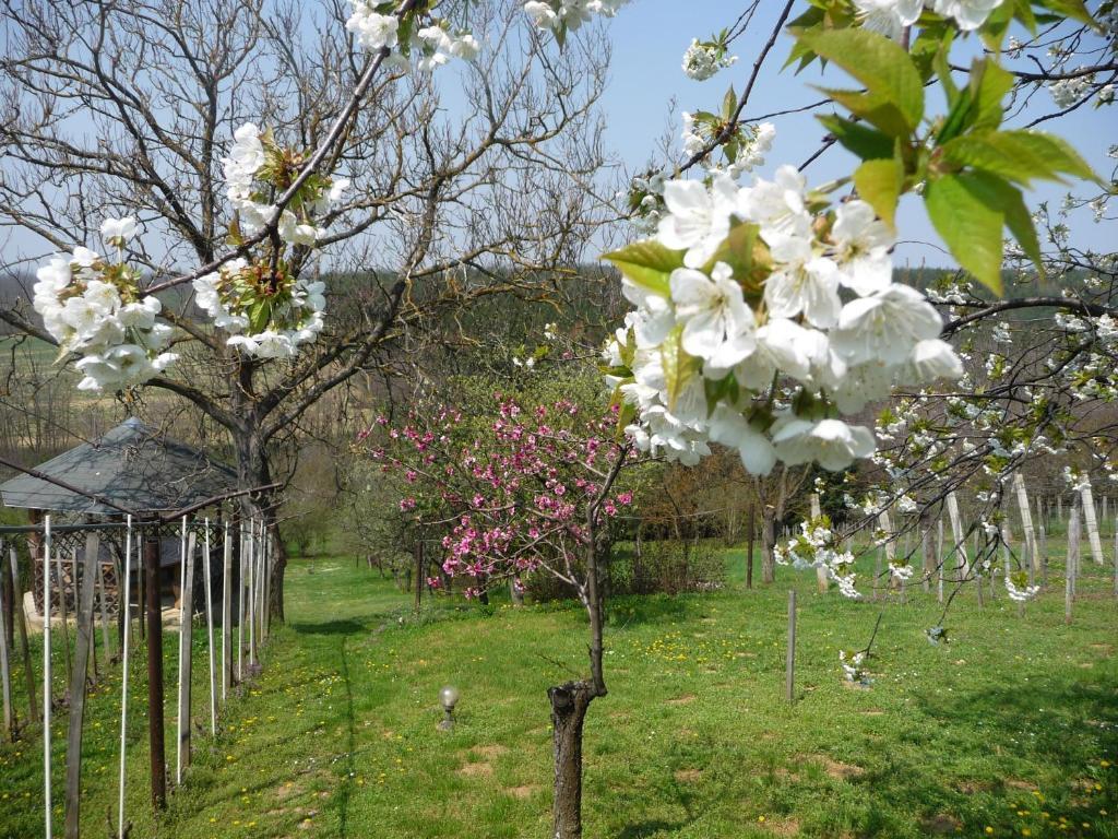 נג'קניז'ה Foerhenc Wine House & Guesthouses I-Ii-Iii מראה חיצוני תמונה